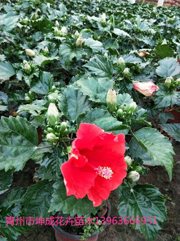 扶桑花报价青州花卉扶桑花种植基地