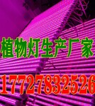 北京LED全光谱植物生长灯