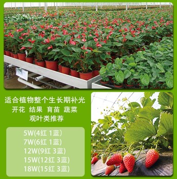 山東LED花卉煙草補(bǔ)光燈
