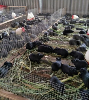 湖北隆潤農業豚鼠養殖的詳細介紹