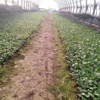 九江哪里有非洲菊種苗價格非洲菊