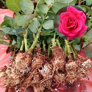 重庆玫瑰花苗种植基地玫瑰苗