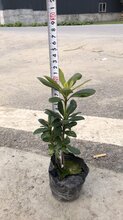 云南海桐球种植图片