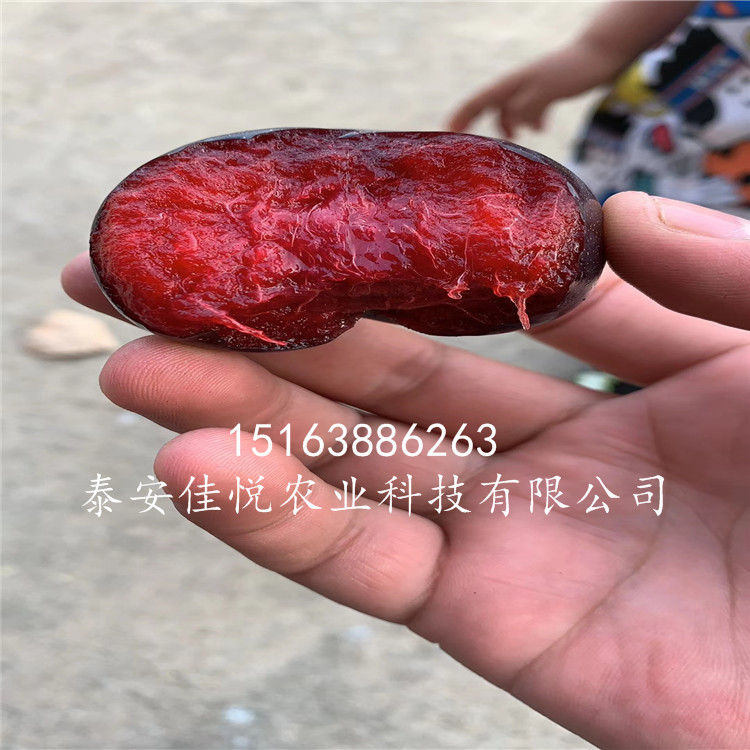 李子苗什么時候種、哪里有、哪里賣