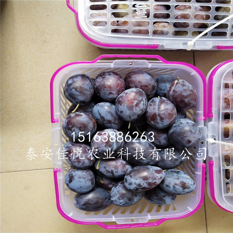 李子苗什么時候種、哪里有、哪里賣