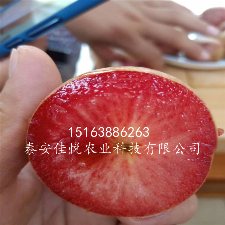 哪里有李子苗出售，哪里李子苗價格低