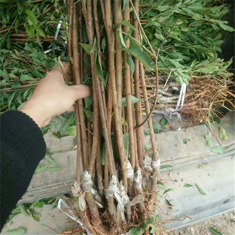 什么品種李子賣得好、一畝地種多少棵
