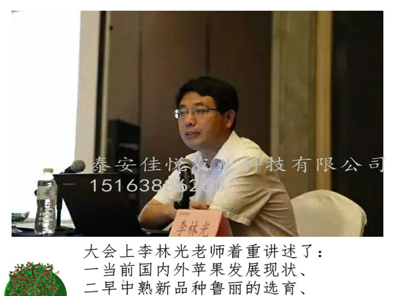 矮化維納斯黃金蘋果苗售價、哪里賣維納斯黃金蘋果苗