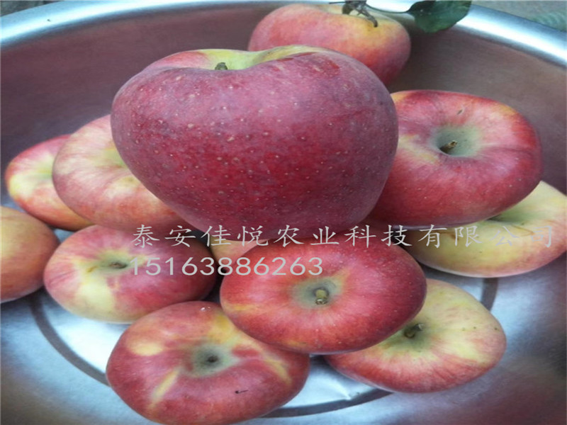 哪里有蘋果苗、水蜜桃蘋果苗怎么賣,哪里有