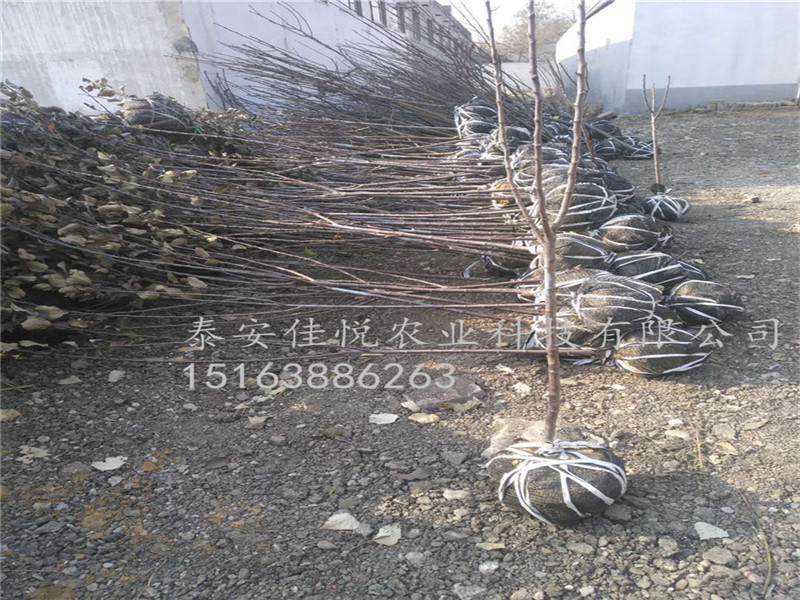 晚熟蘋果苗多少錢一棵，維納斯黃金蘋果好吃嗎、怎么賣