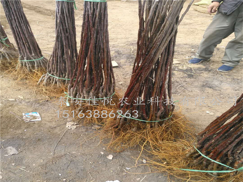 3公分魯麗蘋果苗//早熟魯麗蘋果苗新品種