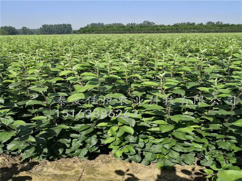 魯麗蘋(píng)果苗價(jià)格-魯麗蘋(píng)果苗報(bào)價(jià)單