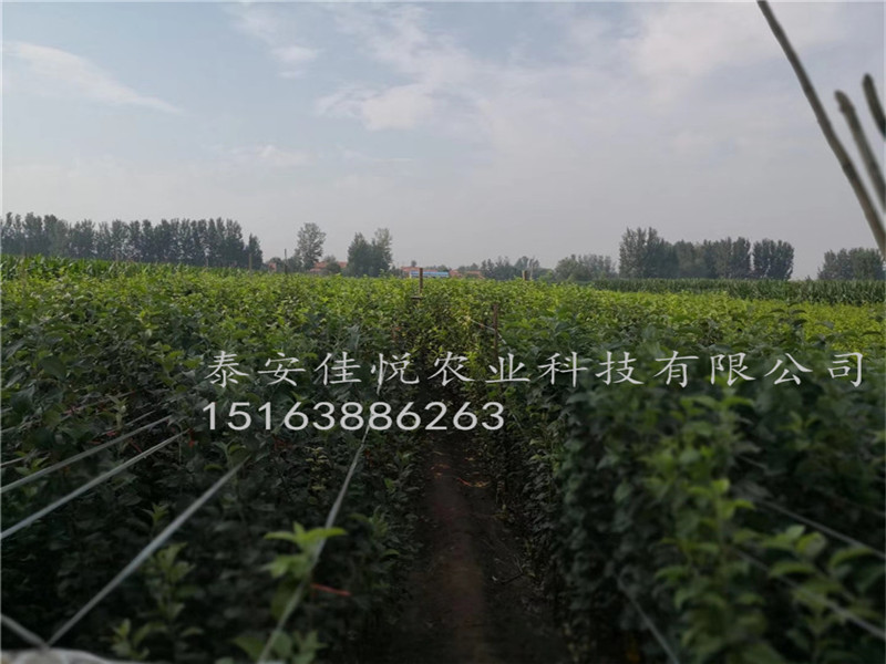 魯麗蘋(píng)果苗價(jià)格-魯麗蘋(píng)果苗報(bào)價(jià)單