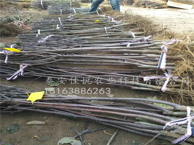 矮化魯麗蘋果苗價格走向、魯麗蘋果苗價格交流群