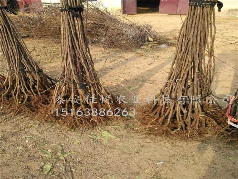 矮化魯麗蘋果苗基地、哪里有魯麗蘋果苗主產(chǎn)區(qū)