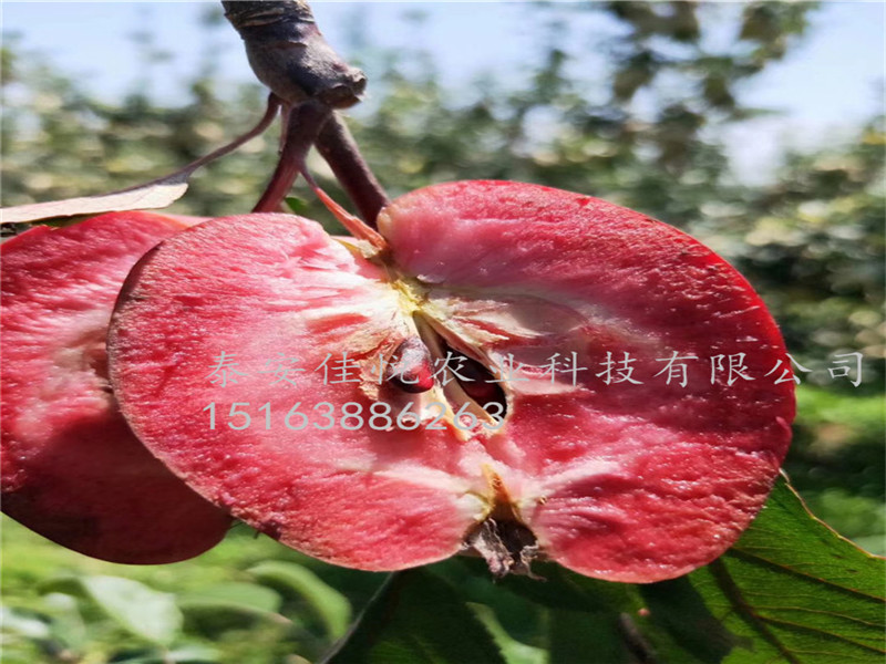 哪里有蘋果苗、水蜜桃蘋果苗怎么賣,哪里有