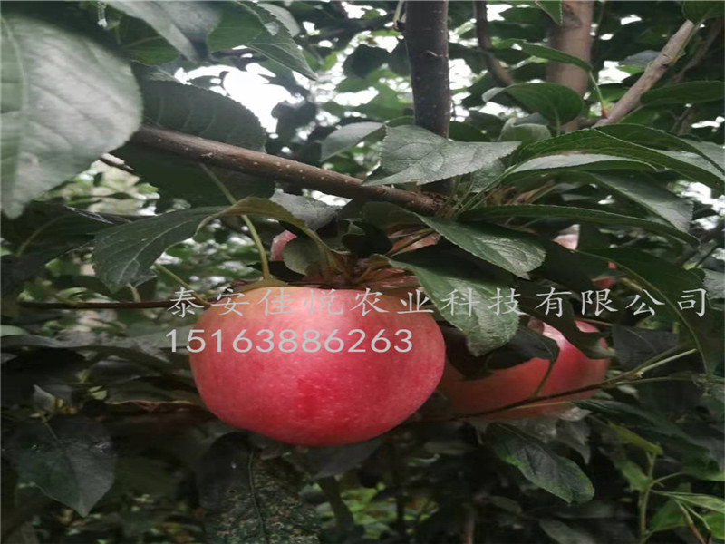水蜜桃蘋果苗多少錢一棵，水蜜桃蘋果苗價格，哪里有蘋果苗
