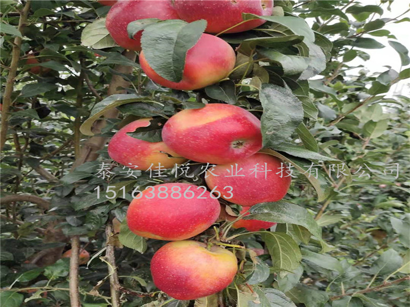 山东水蜜桃苹果苗结果园、水蜜桃苹果苗定向嫁接