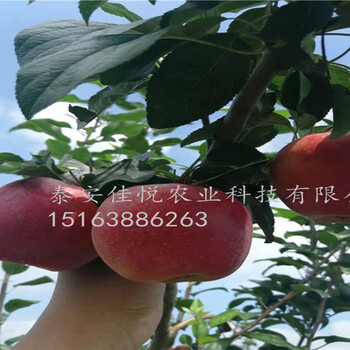 短枝魯麗蘋(píng)果苗價(jià)格魯麗蘋(píng)果苗報(bào)價(jià)單
