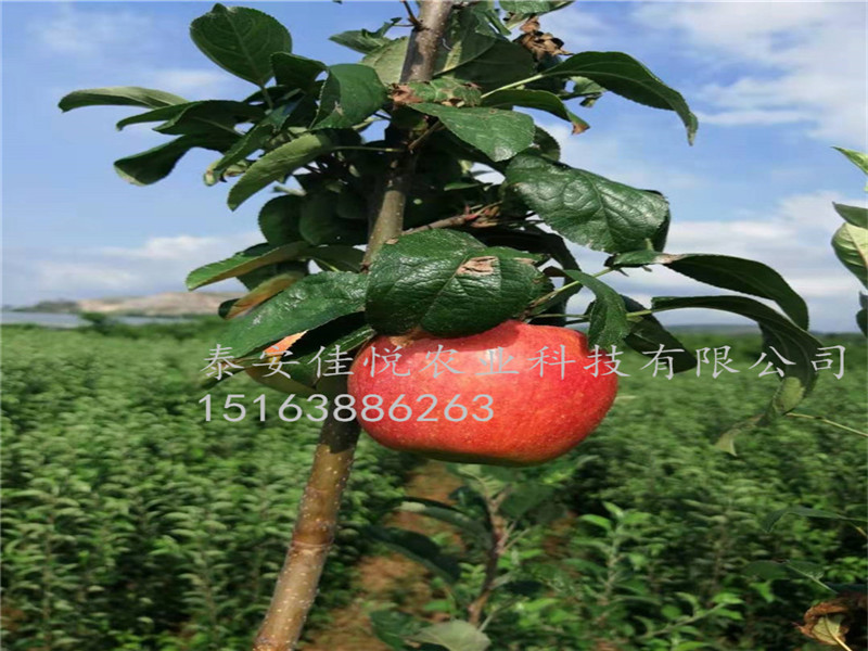 魯麗蘋果苗基地魯麗蘋果苗價格