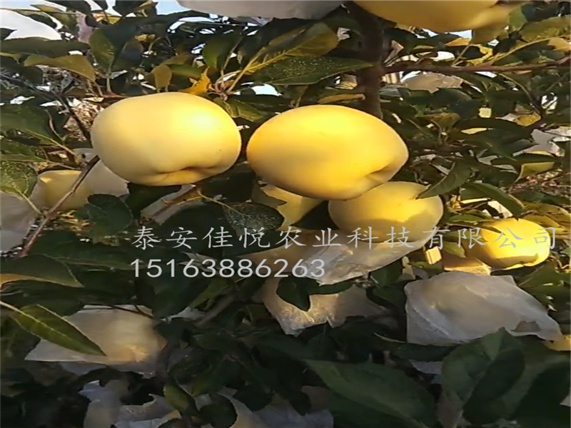 矮化魯麗蘋果苗價格走向、魯麗蘋果苗價格交流群
