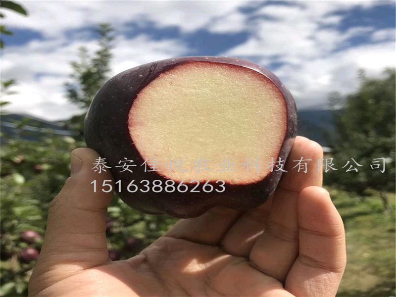 矮化魯麗蘋果苗價格走向、魯麗蘋果苗價格交流群