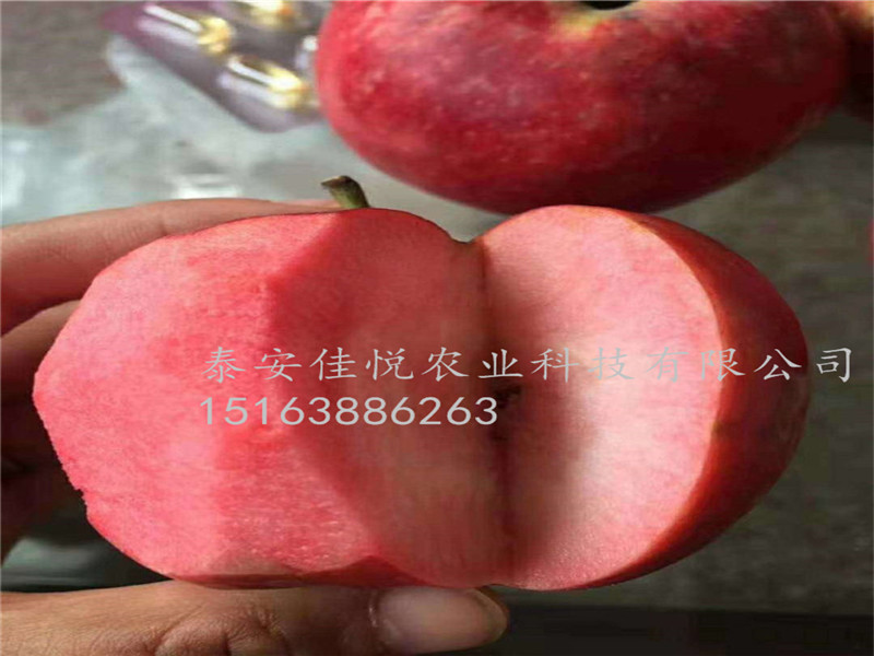 脱毒双矮苹果苗、3公分、4公分、5公分苹果树分别报价