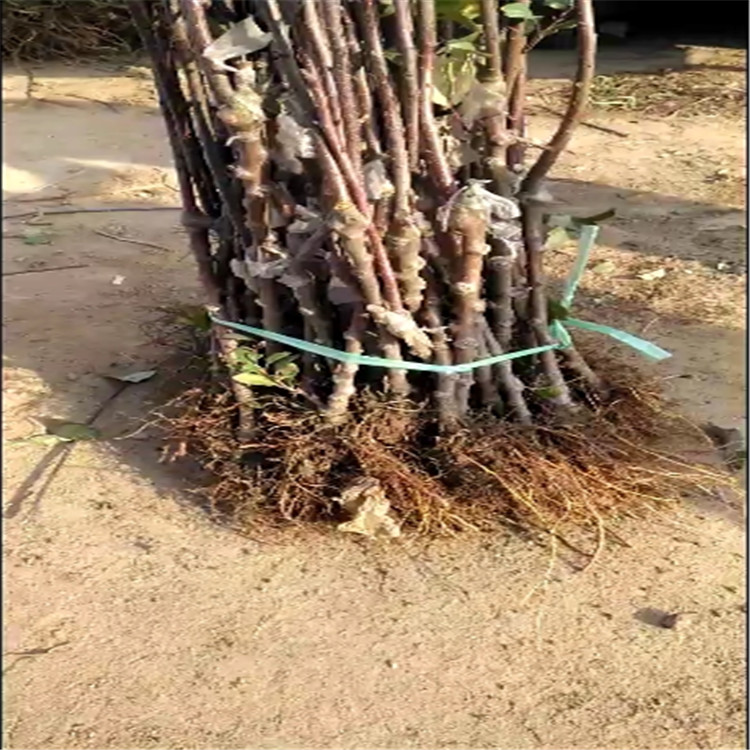 哪里有蘋果苗、水蜜桃蘋果苗怎么賣,哪里有