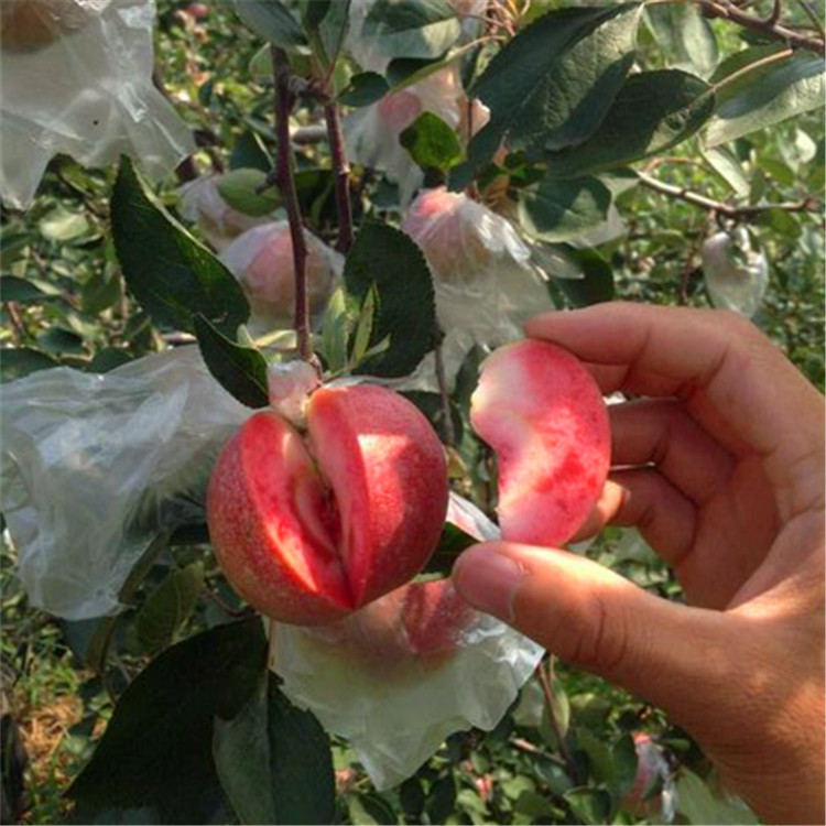 哪有矮化蘋果苗哪里有，矮化蘋果苗怎么種植呢