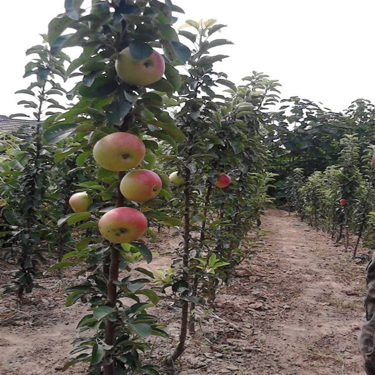 魯麗蘋果苗基地魯麗蘋果苗價格