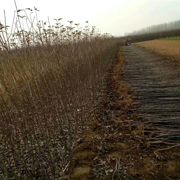 2公分鲁丽苹果苗、矮化鲁丽苹果苗株行距