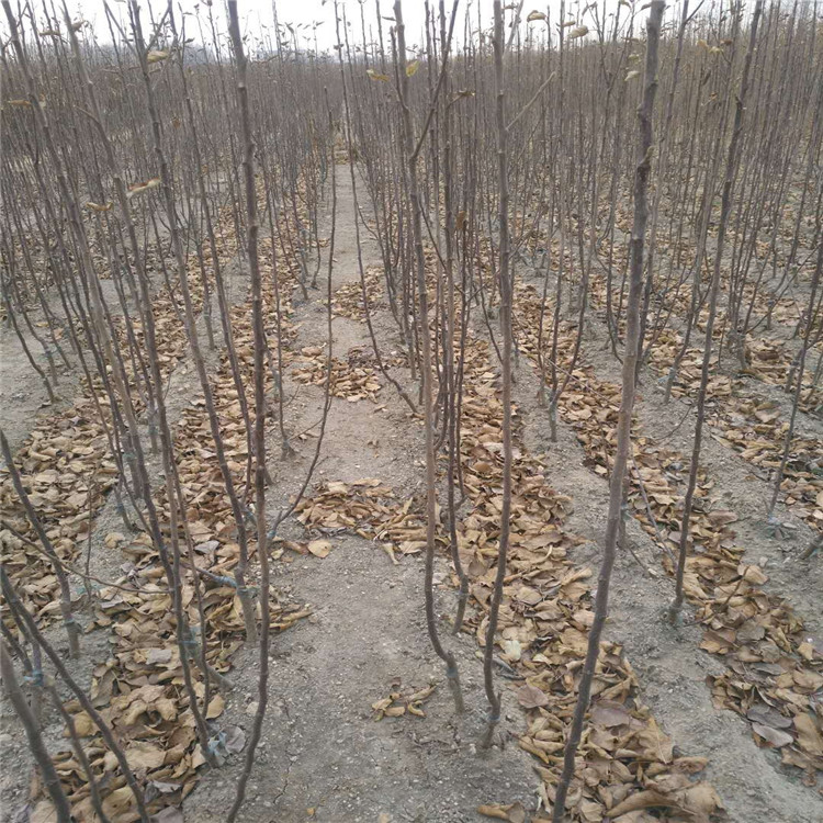 哪里有好品种苹果苗、水蜜桃苹果苗价格，哪里有水蜜桃苹果苗