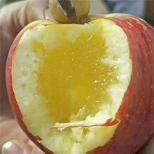 山东水蜜桃苹果苗结果园、3公分、4公分、5公分苹果树分别报价