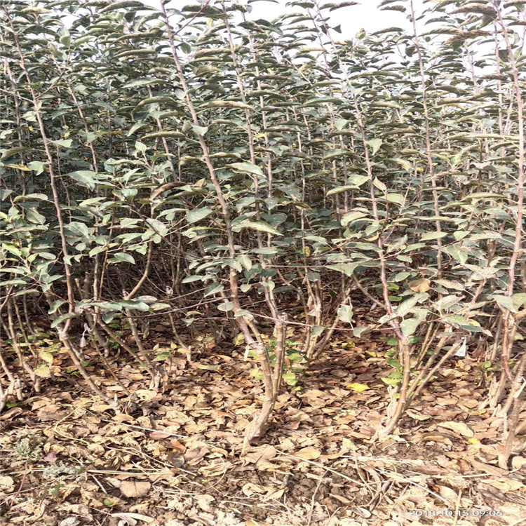 魯麗蘋果苗基地魯麗蘋果苗價格