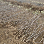 矮化苹果苗基地、附近水蜜桃苹果苗基地图片1