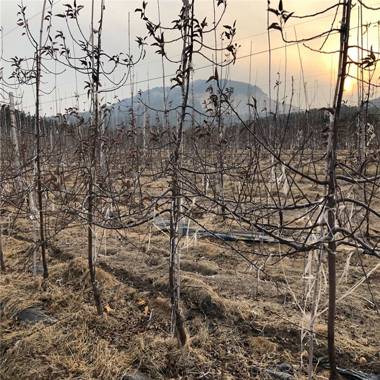 哪里有蘋果苗、水蜜桃蘋果苗怎么賣,哪里有