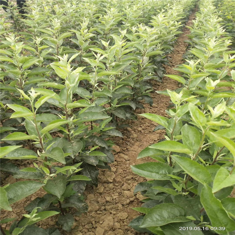 哪里有好品种苹果苗、水蜜桃苹果苗价格，哪里有水蜜桃苹果苗