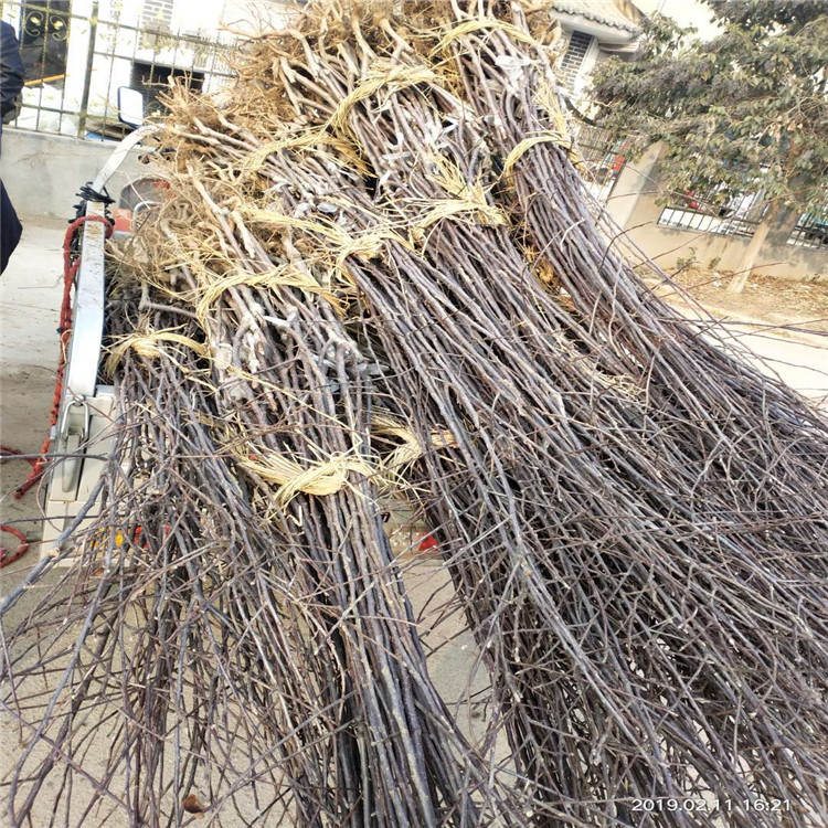 晚熟蘋果苗多少錢一棵，維納斯黃金蘋果好吃嗎、怎么賣