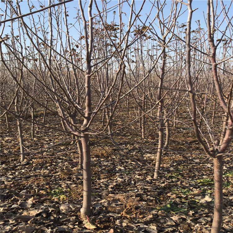 矮化苹果苗一亩地种多少棵、当年结果、亩产量