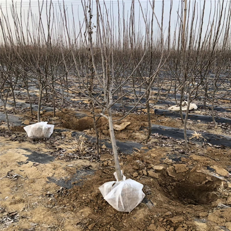 哪里有魯麗蘋果苗矮化苗、魯麗蘋果苗價格