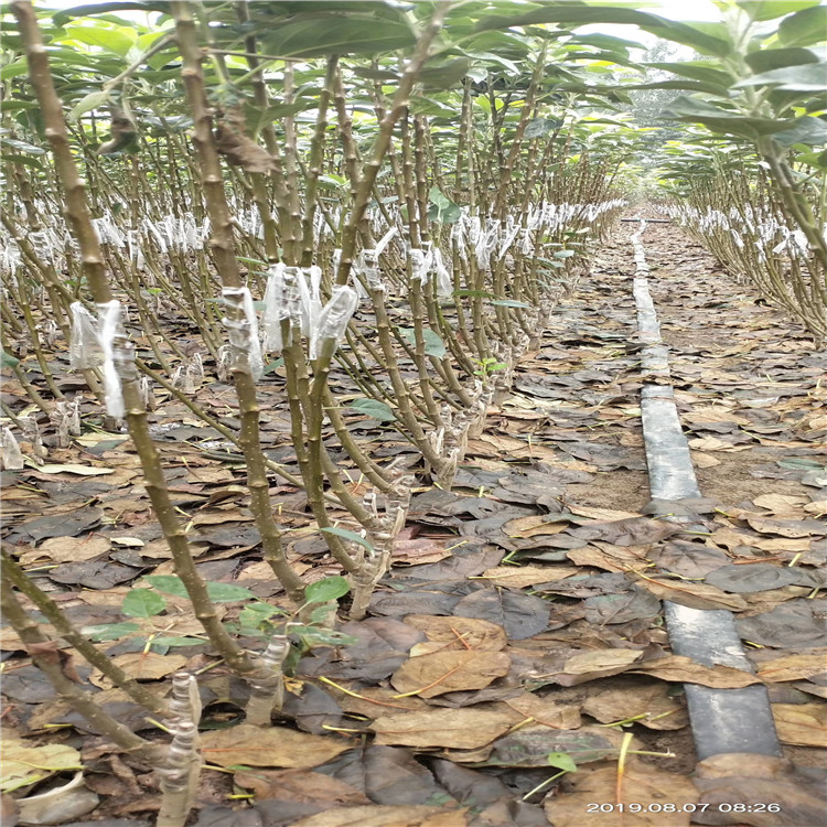 山东水蜜桃苹果苗结果园、水蜜桃苹果苗定向嫁接