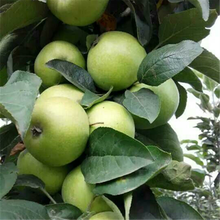 3公分苹果树苗高度标准、3公分、4公分、5公分苹果树分别报价