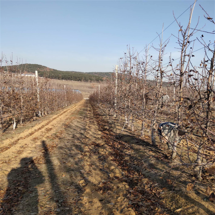 矮化苹果苗基地、附近水蜜桃苹果苗基地