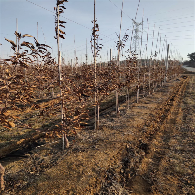 2公分鲁丽苹果苗、矮化鲁丽苹果苗株行距