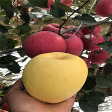 3公分苹果树苗高度标准、水蜜桃苹果苗定向嫁接