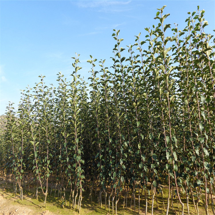 魯麗蘋果苗基地魯麗蘋果苗價格