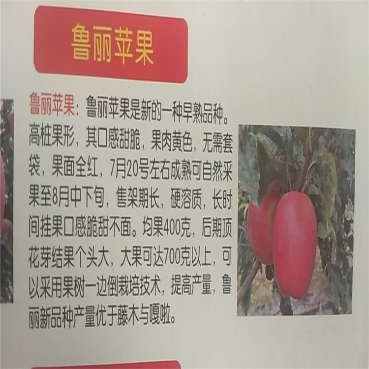 魯麗蘋果苗基地魯麗蘋果苗價格