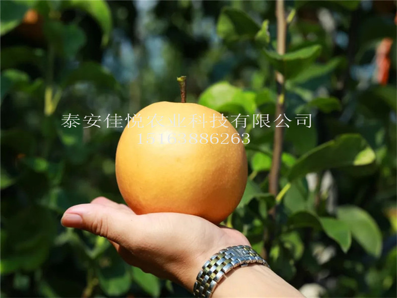 哪里有梨樹苗新品種-什么品種梨好吃、糖度高