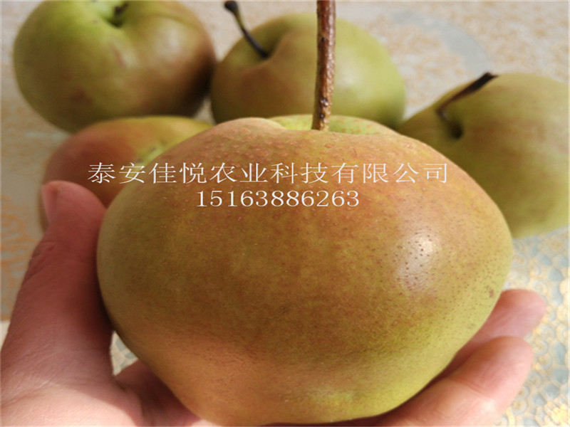 哪里有玉露香梨樹苗賣，哪里有、哪里賣
