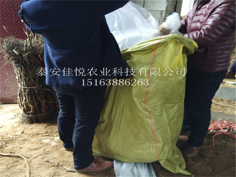 哪里有1公分玉露香梨苗、幾年結(jié)果、多少錢(qián)一棵